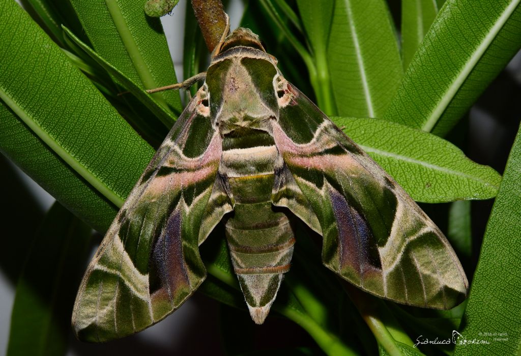 Dopo due anni � tornata - Daphnis nerii, Spinghidae